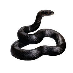 Fototapeta premium realistic hand drawn snake png
