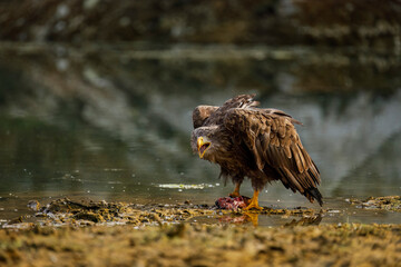 Sea eagle with caught fish. White-tailed eagle, Haliaeetus albicilla, tears killed capr, Cyprinus carpio, on shore of lake. Majestic bird hunting. Wildlife autumn nature. The largest eagle in Europe.