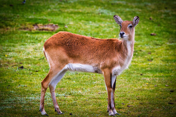 Young Deer on Grassy Field