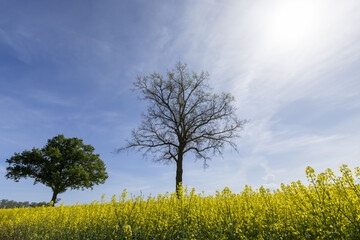Fototapeta premium a tall tree growing in a rapeseed field