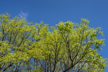 Swietenia mahagoni, American mahogany, Cuban mahogany, small-leaved mahogany, and West Indian mahogany, Kalākaua Avenue, HONOLULU, OAHU, HAWAII