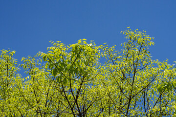 Swietenia mahagoni, American mahogany, Cuban mahogany, small-leaved mahogany, and West Indian mahogany, Kalākaua Avenue, HONOLULU, OAHU, HAWAII