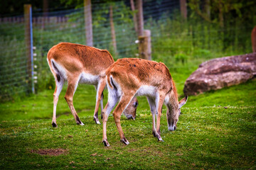 Young antelopes grazing in an enclosure