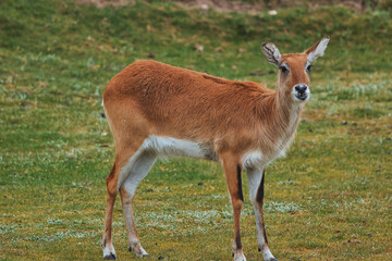 Young antelope on grassy field