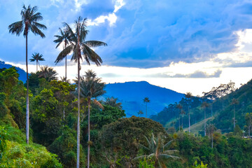 LA PALMA DE CERA EN VIA DE EXTINCIÓN, COCORA, COLOMBIA.