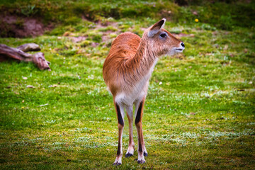 Young antelope in a grassy field