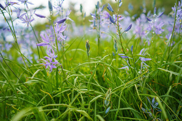 Columbia River Gorge Wildflowers