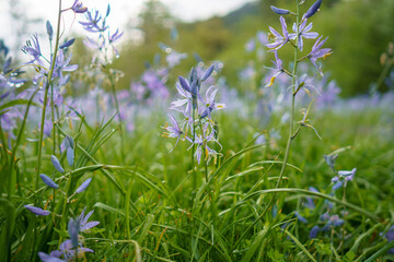 Columbia River Gorge Wildflowers