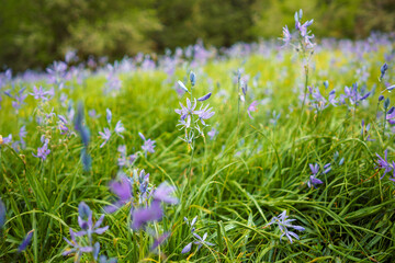 Columbia River Gorge Wildflowers