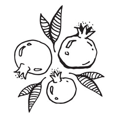 Pomegranates hand drawn vector illustration on isolated white background