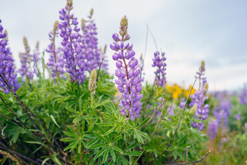 Obraz premium Spring Wildflowers