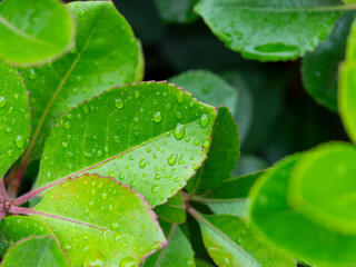 雨に濡れた新緑の葉