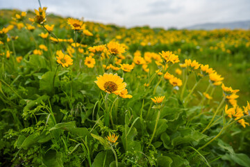 Spring Wildflowers