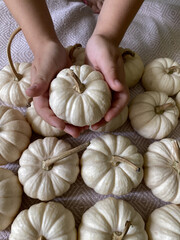 is holding a white pumpkin on the background of other decorative cute pumpkins