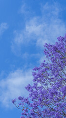 Serene Purple Blooms Under Clear Blue Sky