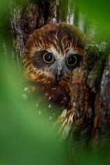 Owl hidden portrait. Detail of Australian boobook, Ninox boobook, perched in eucalypt forest. Smallest owl on Australian mainland. Beautiful brown owl with yellow eyes. Autumn in nature. Wildlife.
