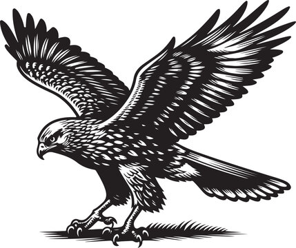 recommend clip art: harrier bird vector illustration