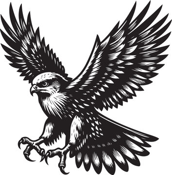 recommend clip art: harrier bird vector illustration