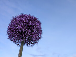 Fototapeta premium Closeup of delicate beautiful purple flowers, seasonal background, floral template, nature wallpaper