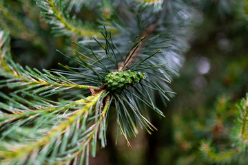 close up of a green young pine branch needles in summer time