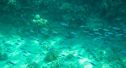 fish with coral reef for banner background