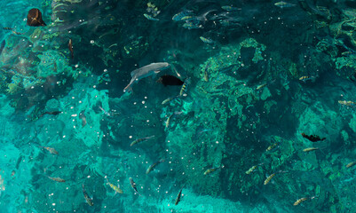 Fototapeta premium fish with coral reef for banner background