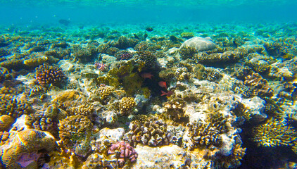 fish with coral reef for banner background