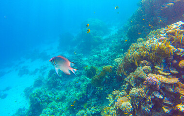 fish with coral reef for banner background
