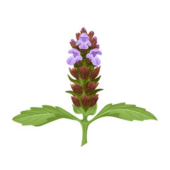 Vector illustration of Prunella vulgaris, the common self-heal, heal-all, woundwort, heart-of-the-earth, isolated on white background.