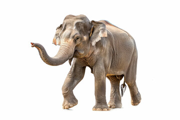 An asian elephant walking, trunk raised.