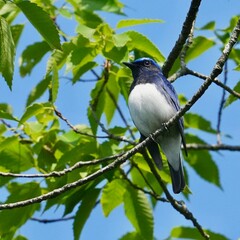 blue and white flycatcher in a forest