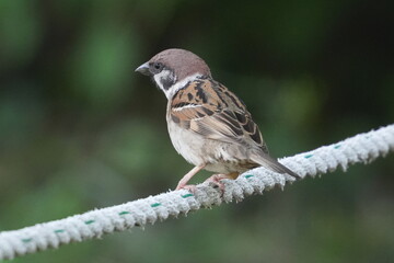 eurasian tree sparrow in a field