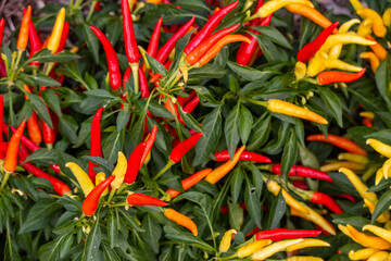 Colorful Thai Chili peppers on the plant, close up view.