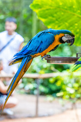 Colorful Macaw parrot, Ara parrot in the tropical nature. Blue and yellow, red macaw in the zoo. Dofferent color big parrots in the Amazon jungle in Brazil, South America birds with rainbow feather