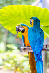 Colorful Macaw parrot, Ara parrot in the tropical nature. Blue and yellow, red macaw in the zoo. Dofferent color big parrots in the Amazon jungle in Brazil, South America birds with rainbow feather