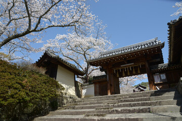 春の毘沙門堂　薬医門　京都市山科区