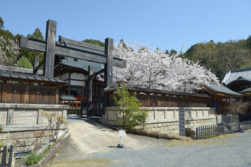 春の本圀寺　境内の桜　京都市山科区
