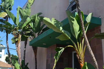 palm trees in front of building
