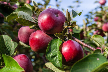 Organic red apples ready to be picked and eat