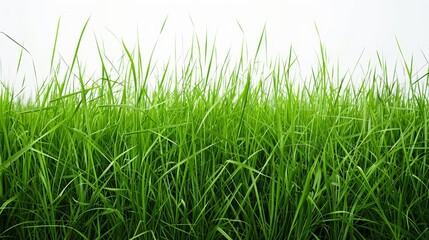 Fototapeta premium A lush green grass field stretches out against a white background, creating a sense of freshness and tranquility. 