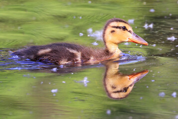 Mallard Duck baby and his reflection on the water, Laval, Canada