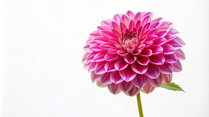 A single pink flower with a white background