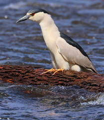 Black-crowned night heron sitting on the tree trunk on the river, Canada