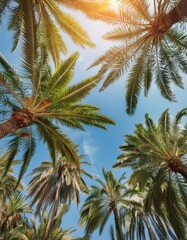 Obraz premium Low angle view of a blue sky with many coconut trees, on a tropical beach, in sunlight