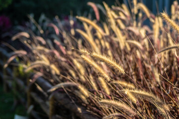 Fototapeta premium flor do campo