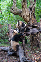 Giants panda playing together after the raining