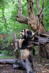Giants panda playing together after the raining