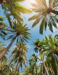 Sunlit Palm Trees, Tropical Skyline with Blue Sky Background
