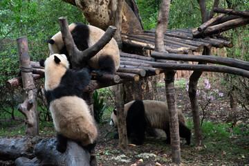 Giants panda playing together after the raining