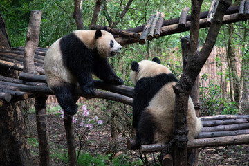 Giants panda playing together after the raining